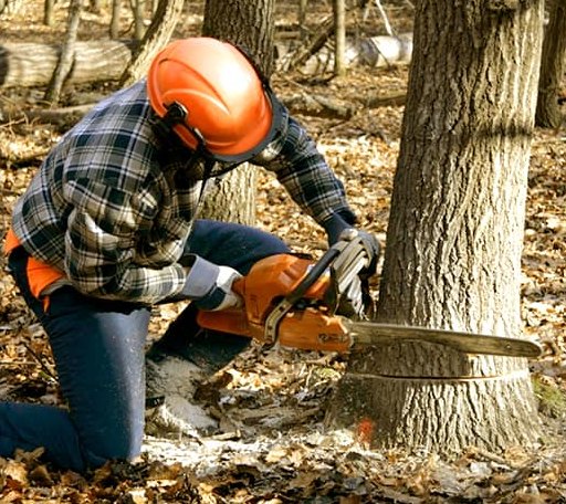 Tree Removal in Summerfield, LA